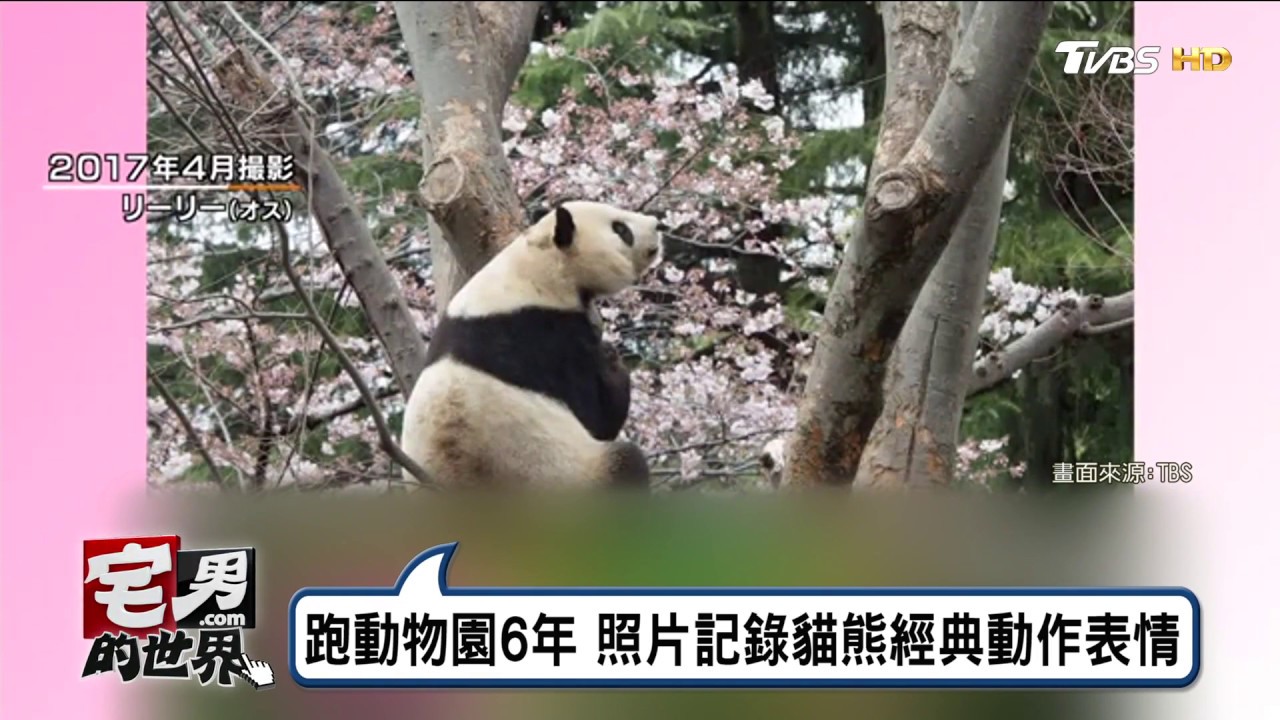 日本上野動物園5年來第一頭小貓熊粉絲聚集搶看！宅男的世界 20170630