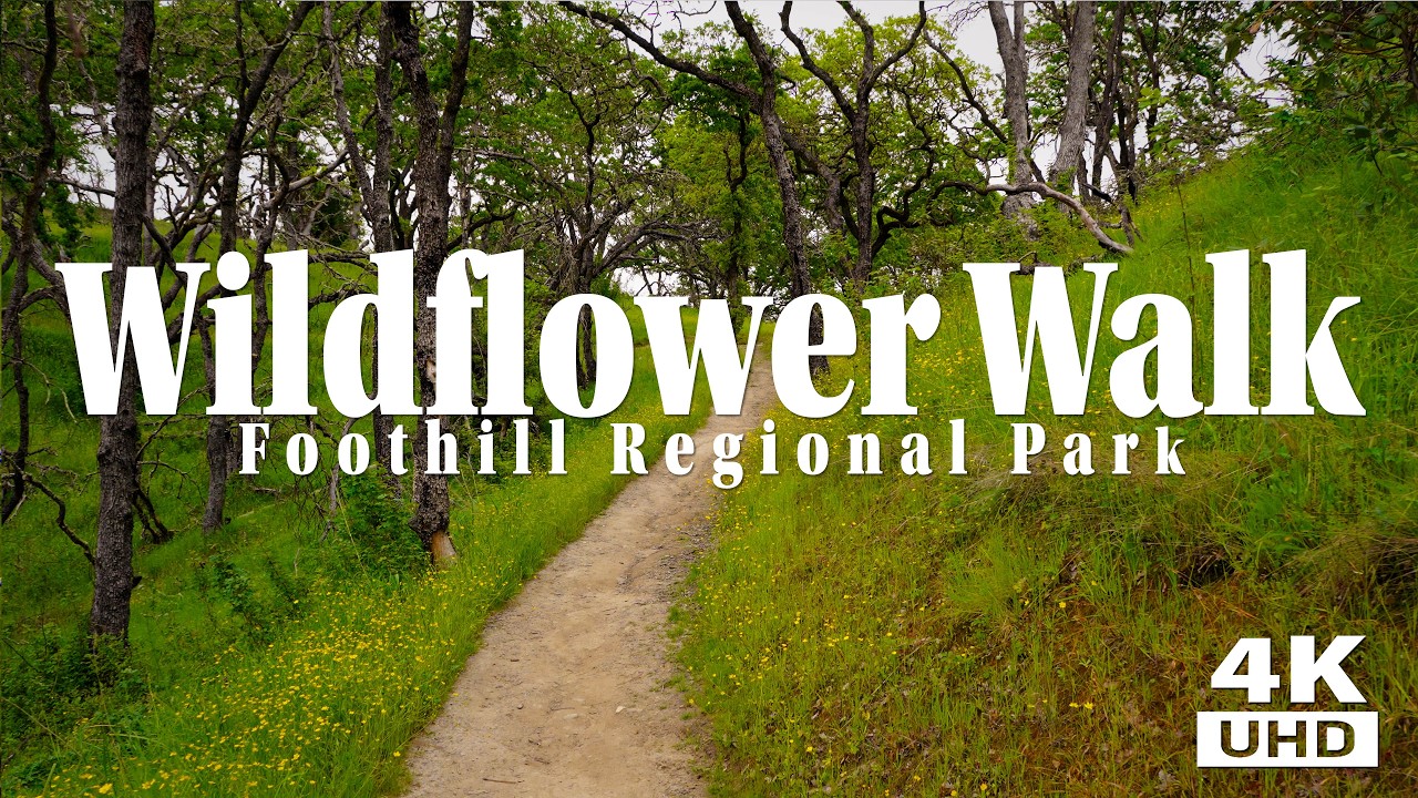 Morning Walk With Wildflowers, Three Lakes, Two Deer, Oak Trees and A Lot Of Birds