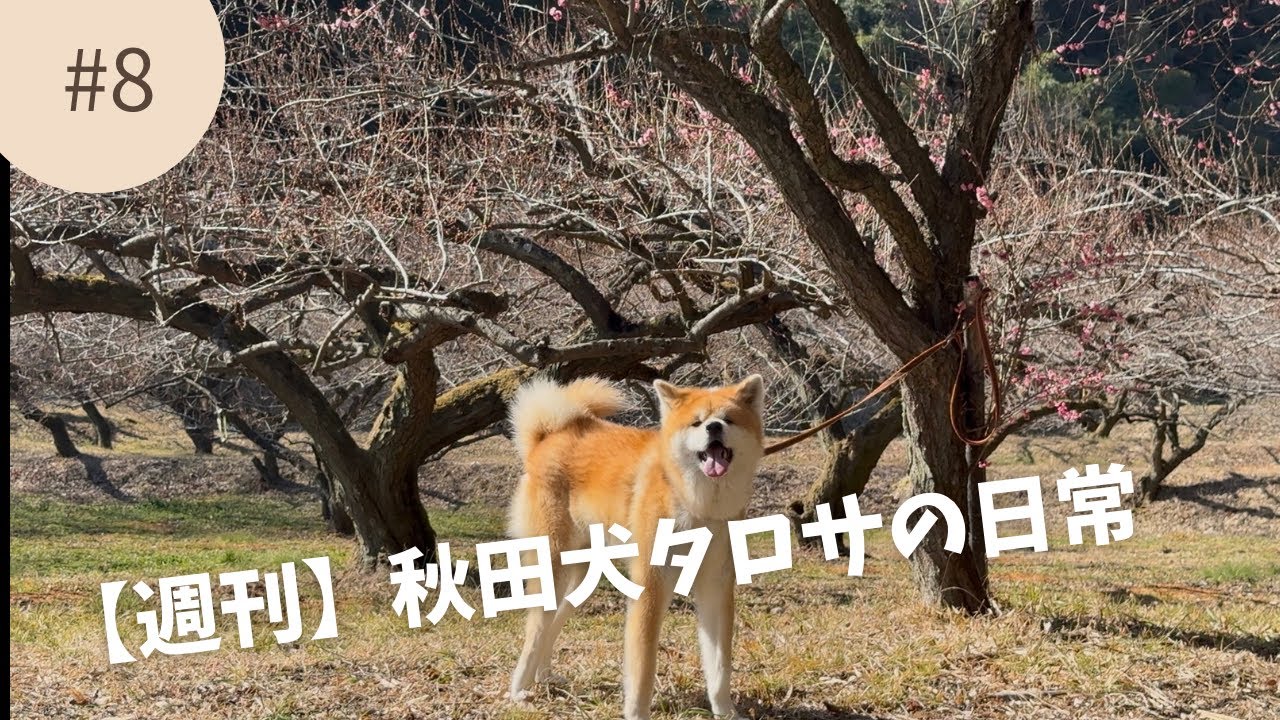 【週刊】秋田犬タロサの日常 vol.8