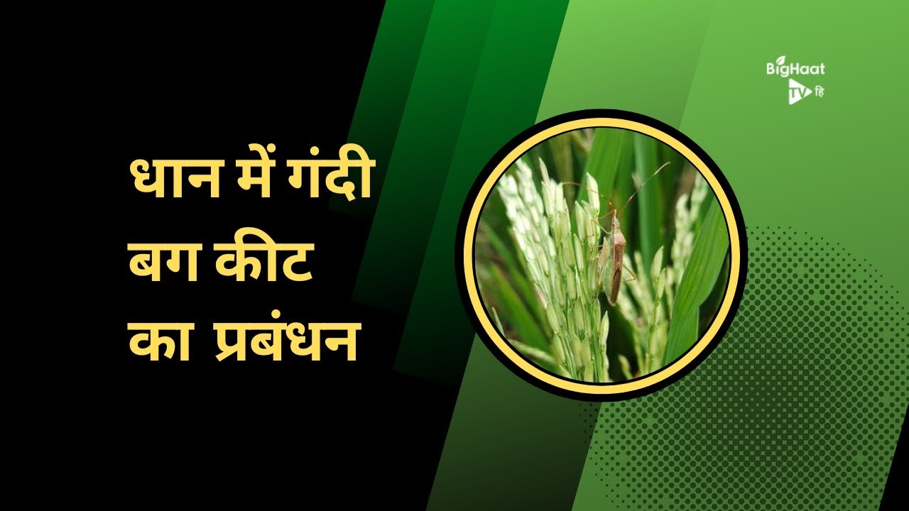 धान में गंदी बग कीट का प्रबंधन