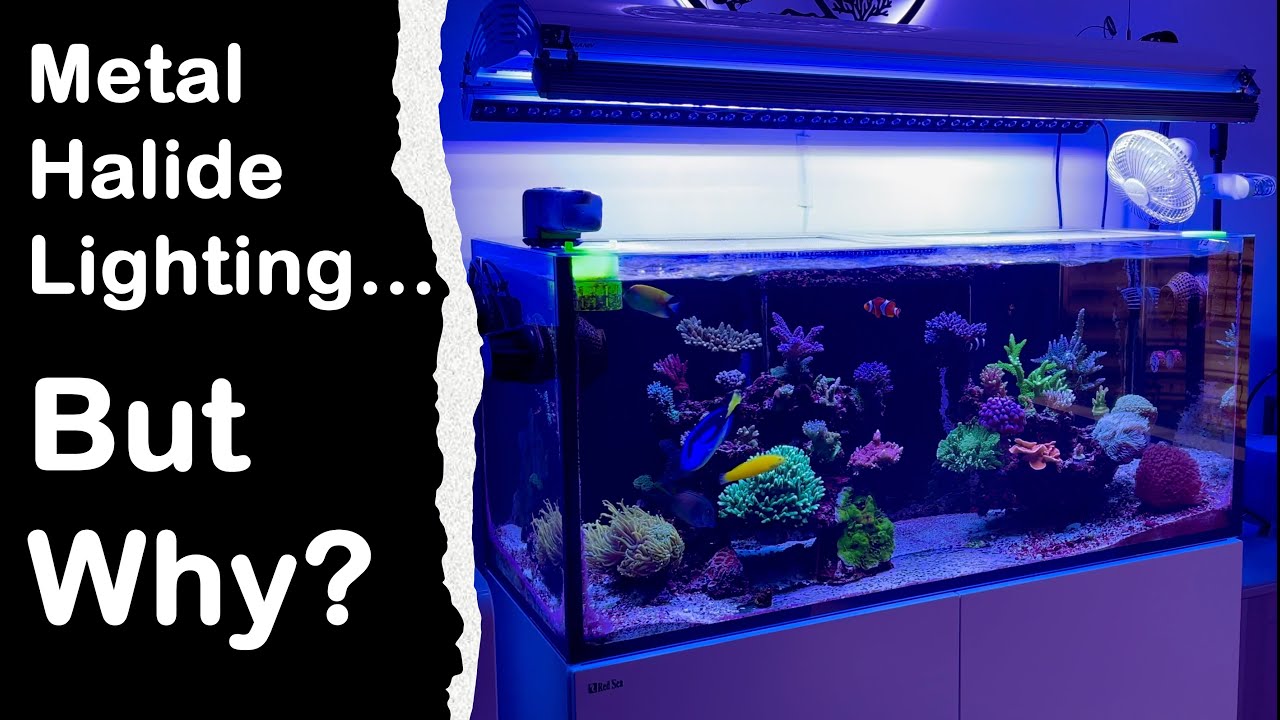 Why I choose to still run Metal Halides over my Reef…for now.