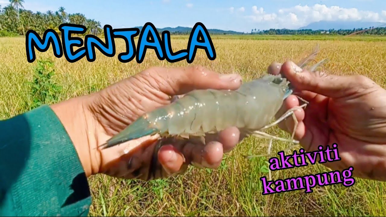 #EP982 Menjala Bersama Abang Zul - bonus tilapia monster, udang galah