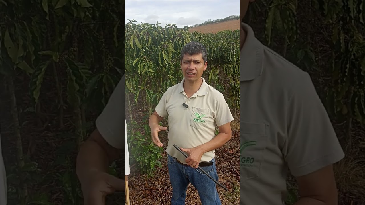 Café Conilon - Sistema de 1 galho por planta - Produtividade Safra 2025.