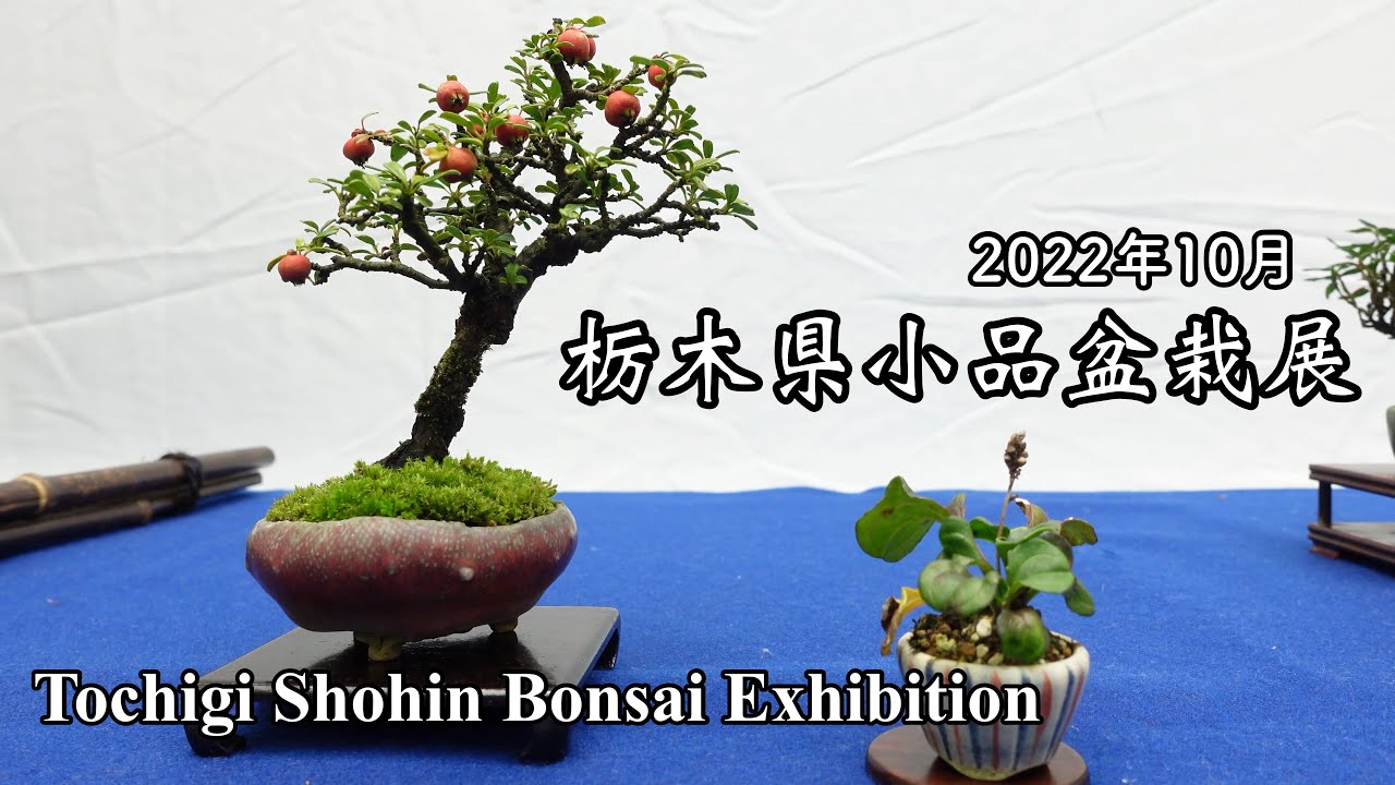 栃木県小品盆栽展 2022年／Tochigi Shohin Bonsai Exhibition 2022