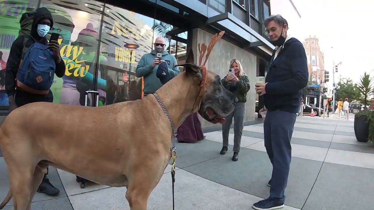 Cash 2.0 Great Dane 49
