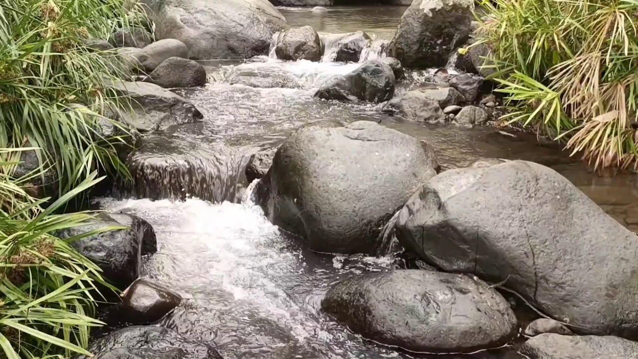 Forest River, Relaxing Nature Sounds l Sleep, Relax and Study Focus