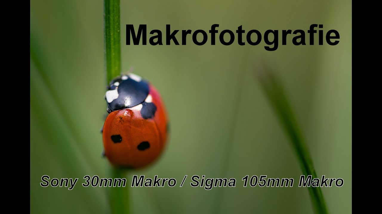 Makrofotografie mit dem Sony 30mm Makro und dem Sigma 105mm Makro