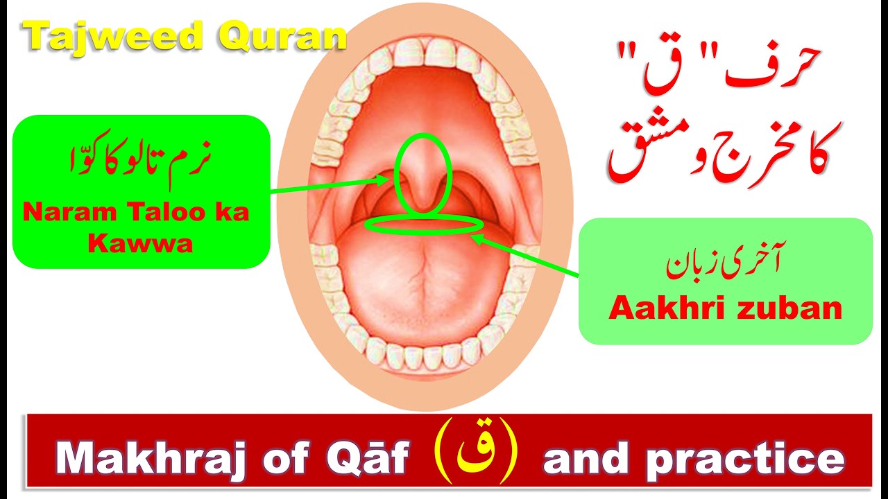 Makhraj of Qaf letter | Makhraj of Arabic letters in Urdu | How to pronounce letter Qaaf in Arabic