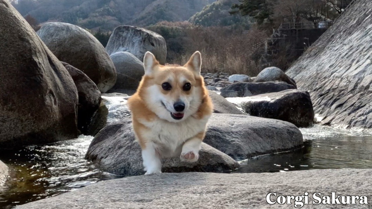 川辺に来ると良い笑顔になるコーギー / A corgi with a big smile whenever she’s by the river.