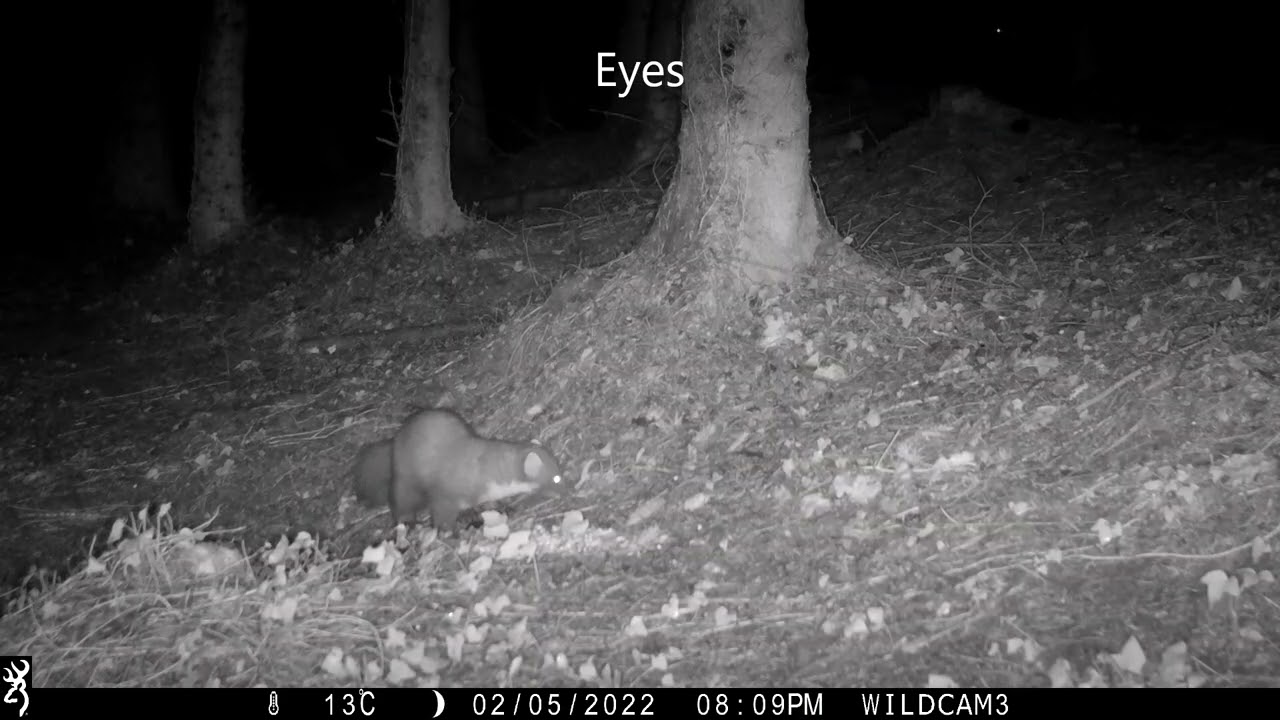 Wildlife action