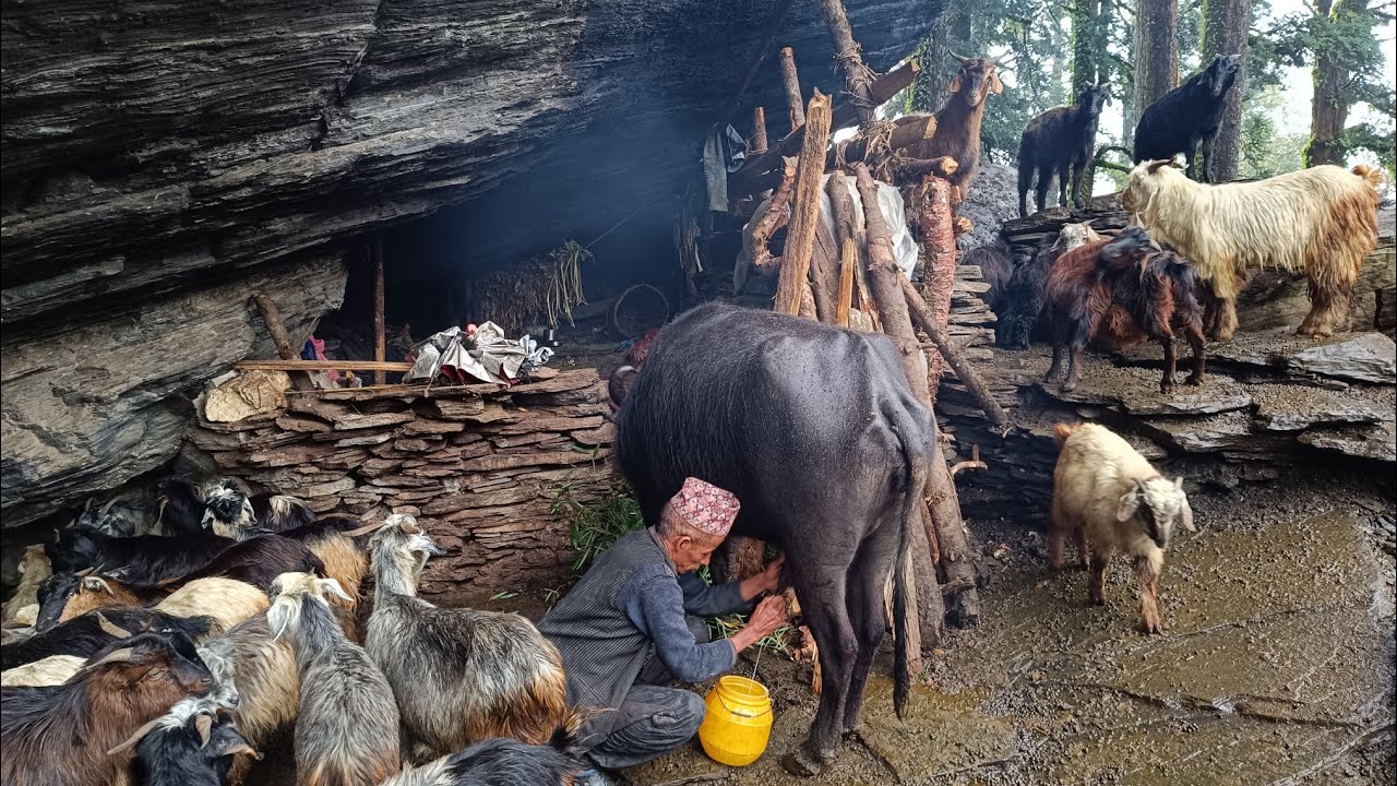 Most Beautiful And Relaxation Village Life During the Rain || Naturelly Village Dacumentary Video ||