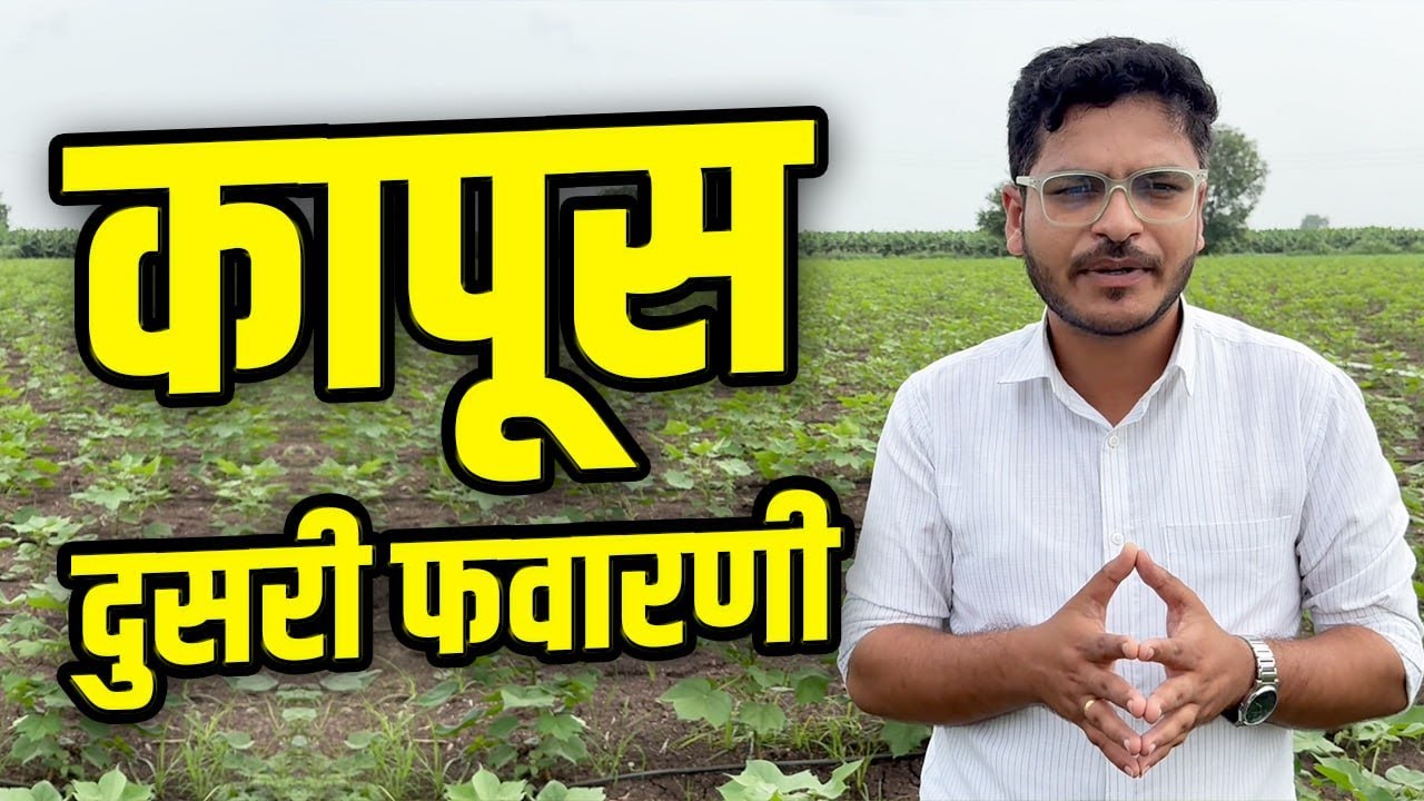 कापूस दुसरी फवारणी  l Cotton Dusari Favarni