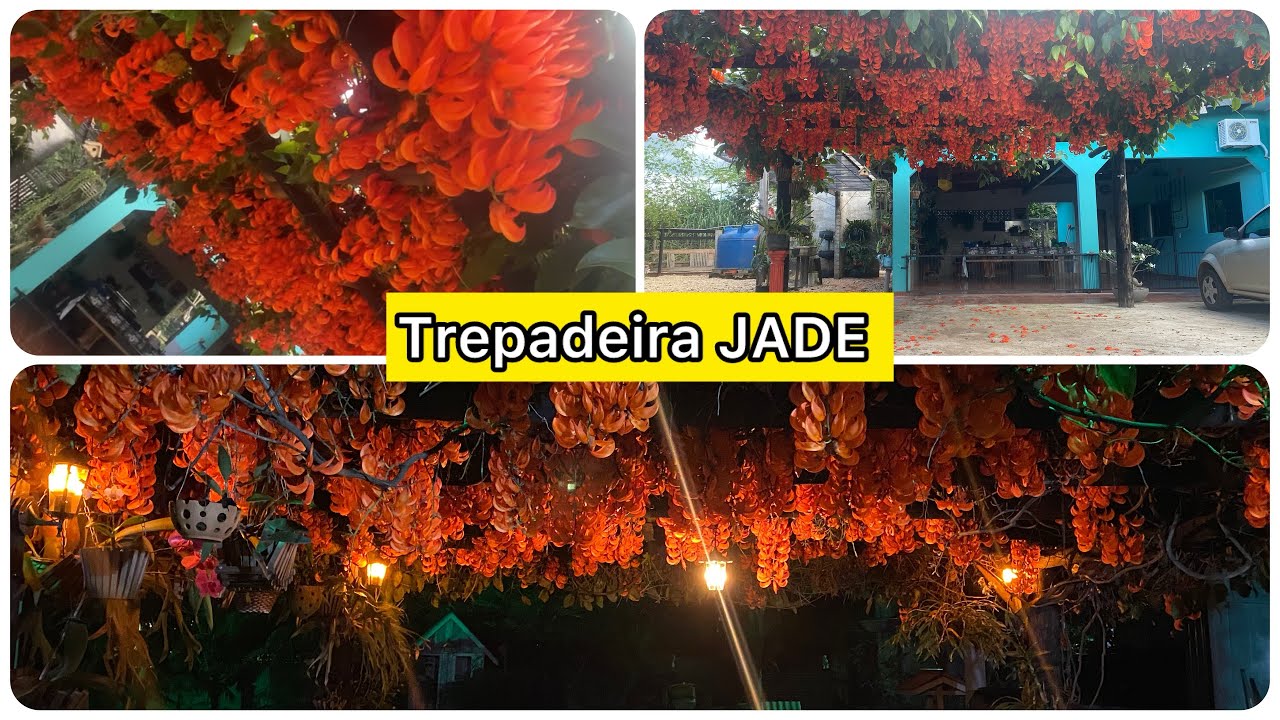 Trepadeira JADE | Tudo sobre nossa jornada com essa planta incrível