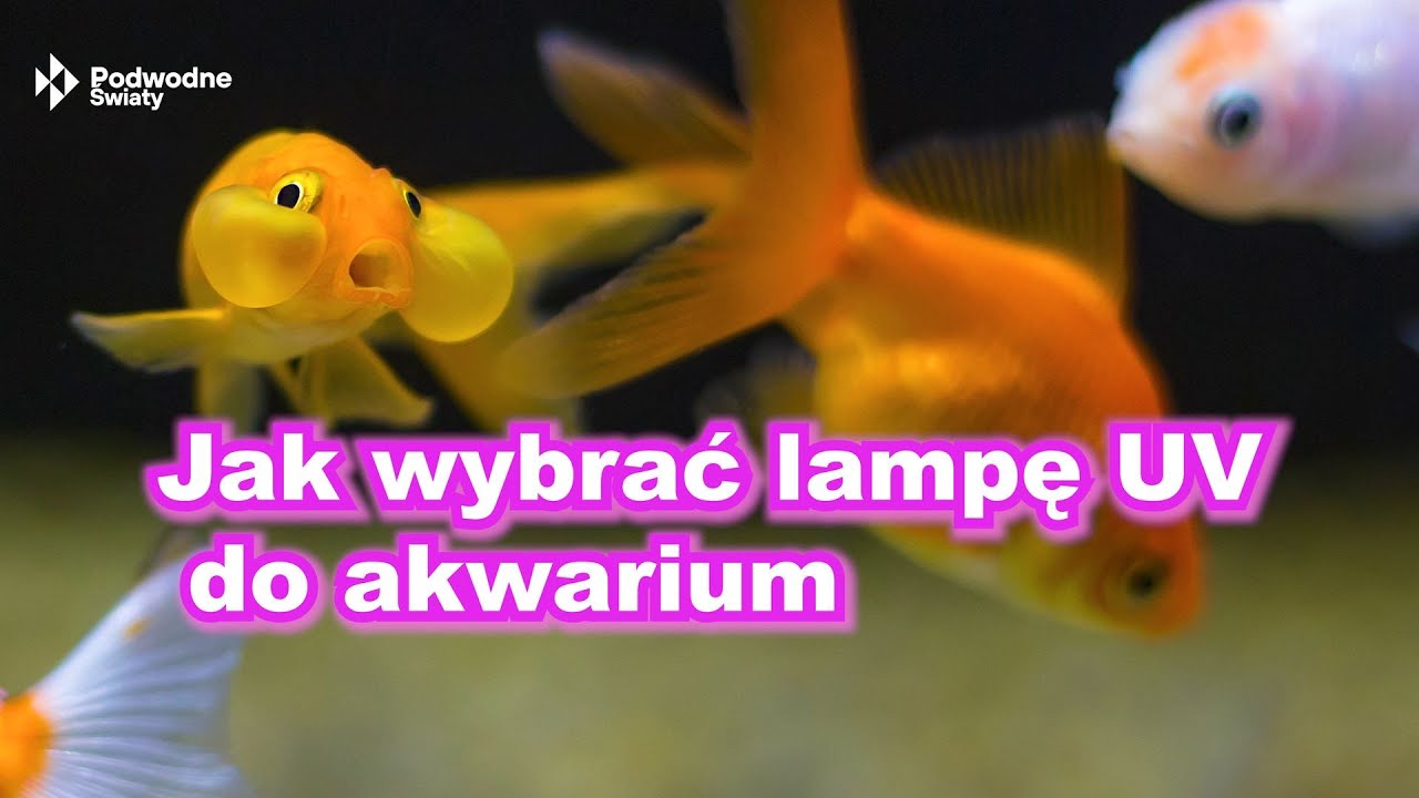Jak wybrać lampę UV do akwarium