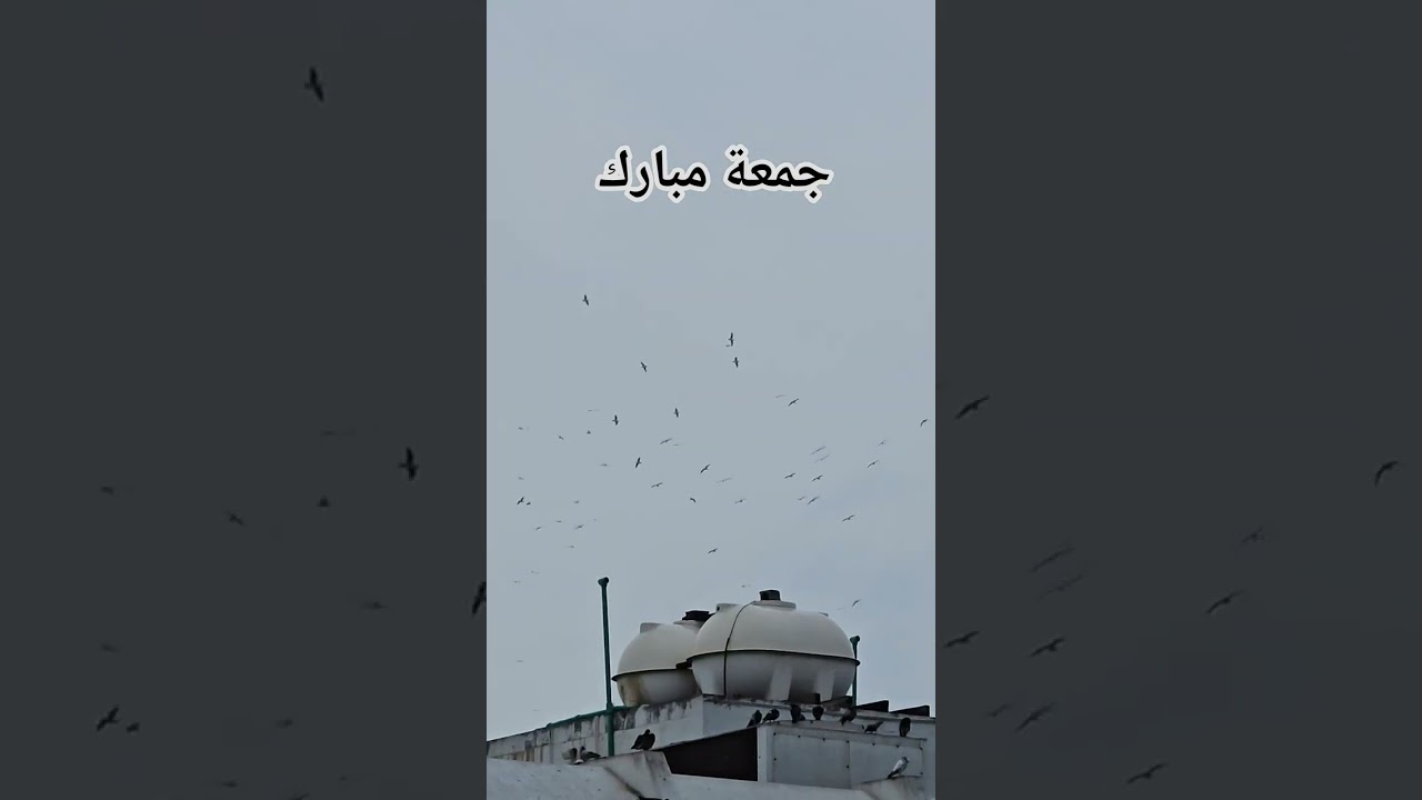 #quranrecitation #islam #muslim #fyp#foryou #youtubeshorts #animals #birds #fishing #tools #learning