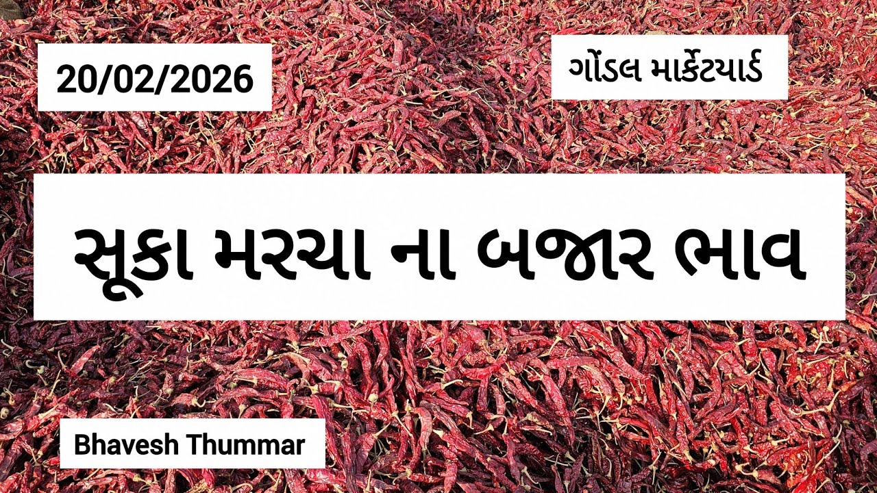 સૂકા મરચા ના બજાર ભાવ l 20/02/2026 l ગોંડલ માર્કેટયાર્ડ  l Bhavesh Thummar l Gondal Apmc #trending 