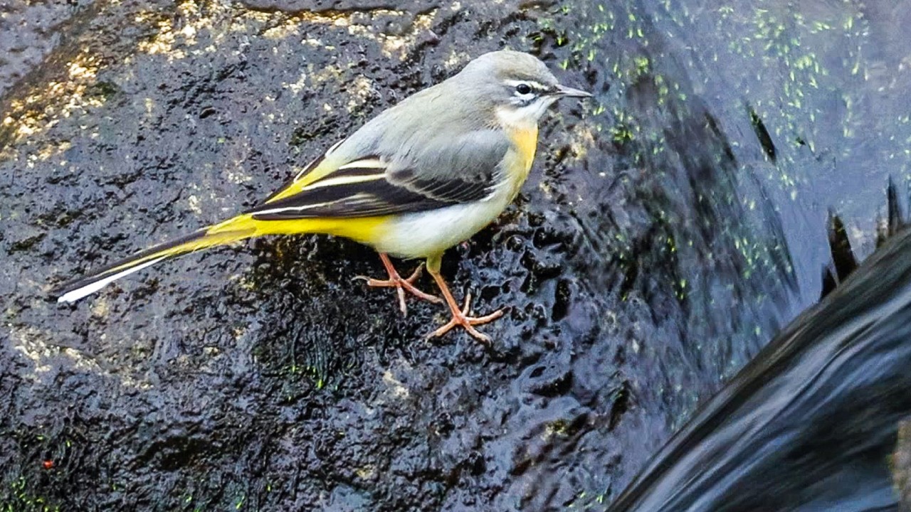 Grey Wagtail in Wild Water | Tail-Flicking and Singing