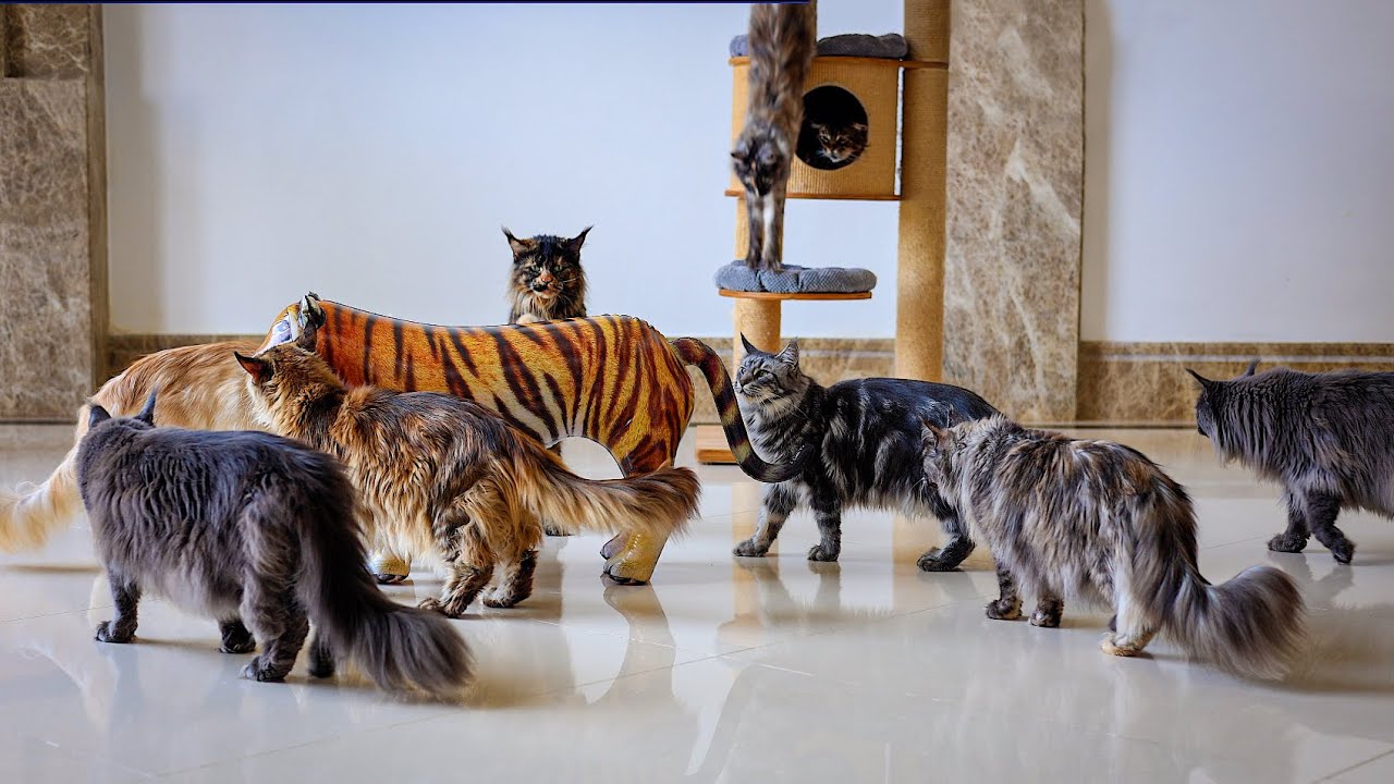 A tiger in the Maine Coons' house 🙀