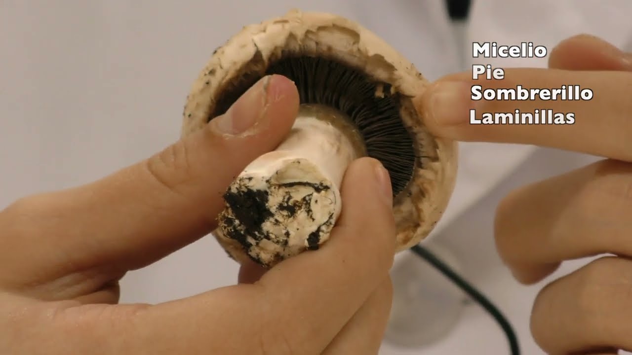 Estudio de la anatom&iacute;a de una seta