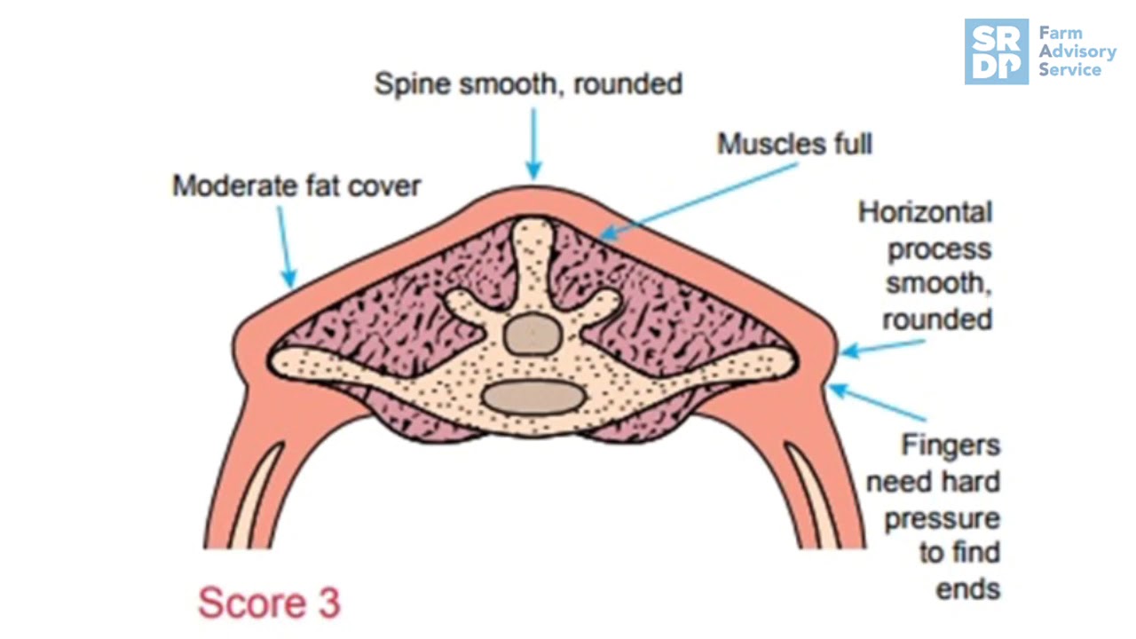 Body Condition Scoring Breeding Ewes Pre-tupping