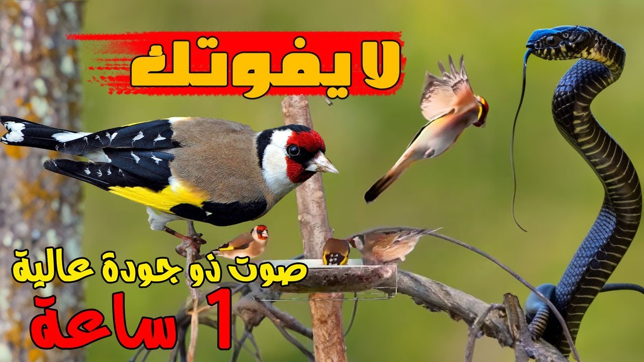 الحسون  الملكي في البرية فيديو 2024 ماشاء الله رهيب  لا يفوتك 🔥