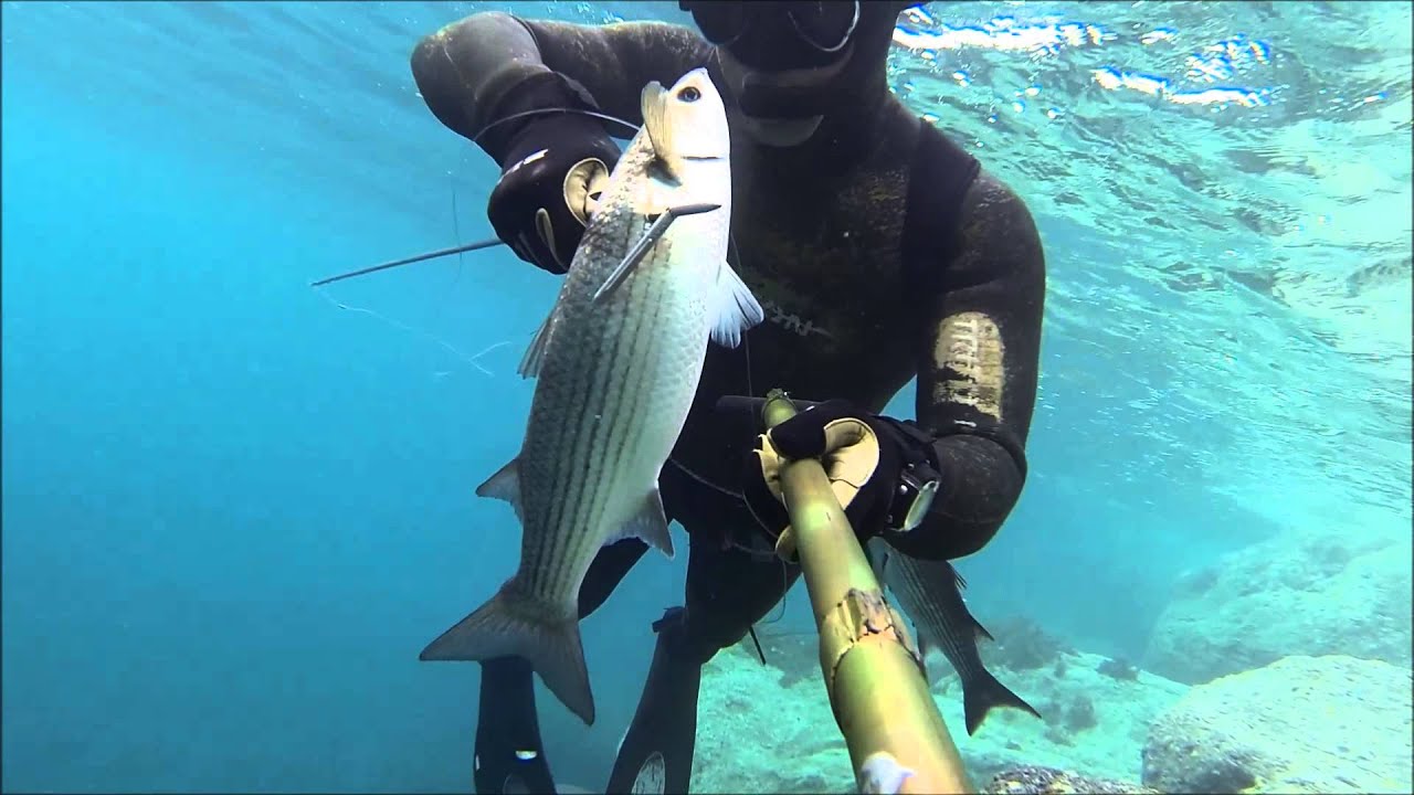 spearfishing winter M&pi;&alpha;&phi;&epsilon;&sigmaf; (Mugil cephalus)