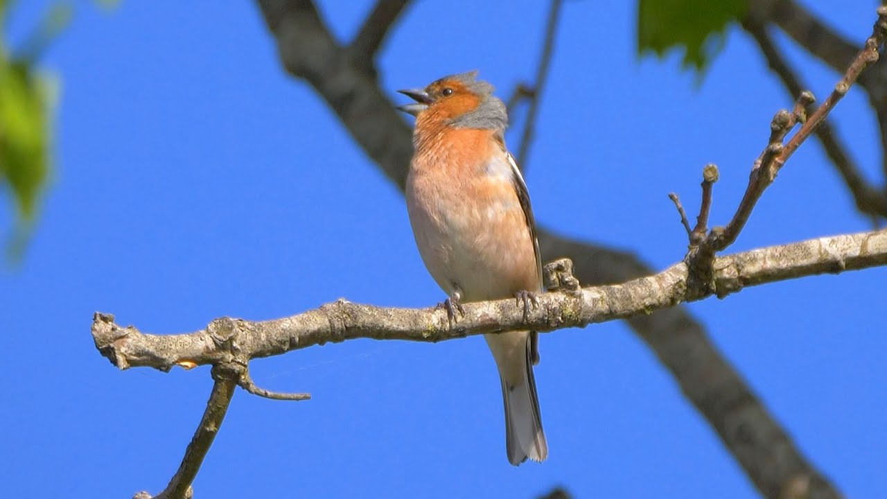 One Hour Singing Chaffinch