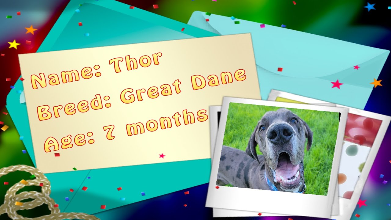 Thor (great dane)- Off Leash k9 Training of Southern Utah