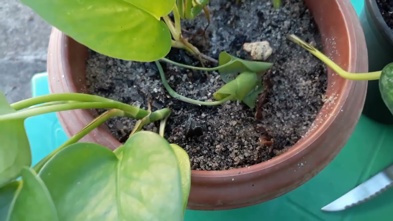 VAMOS CUIDAR DA JIBOIA PLANTAS. #plantas.