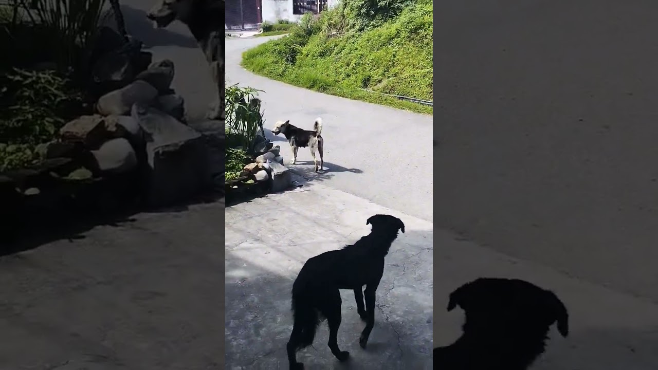 viral dog🙄 #dogshorts #dogchallenge #doglovers #bulldogs #honestdog#fight #viralfight#pet#pitbull