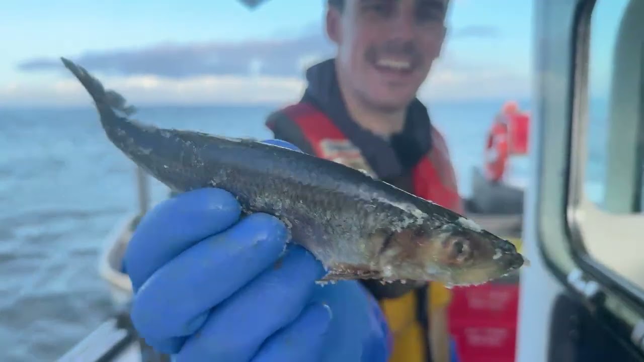 🦐 LIVE Prawn Fishing in West Wales! Come Join the Crew ⚓