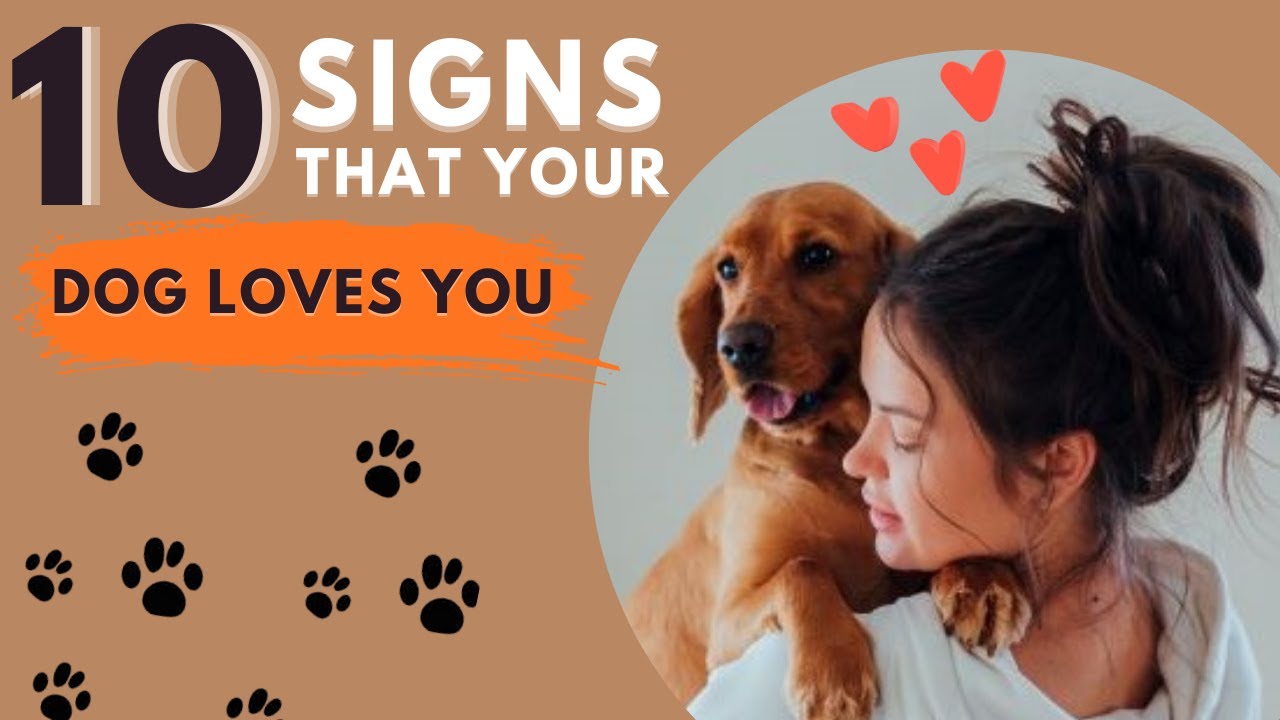 10 SIGNS YOUR DOG ACTUALLY LOVES