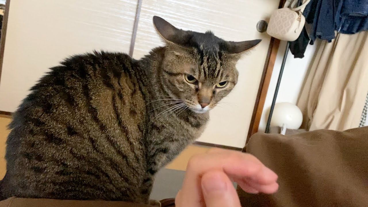 毎朝イカ耳で激怒しながら飼い主を起こしにくる凶暴猫...