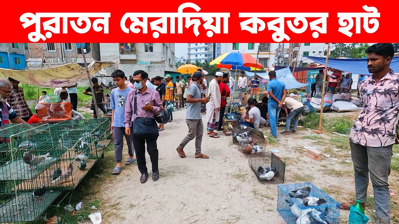 পুরাতন মেরাদিয়া কবুতর হাট | Kobutor hat | Pigeon Market in Bangladesh | Meradiya Kobutor hat