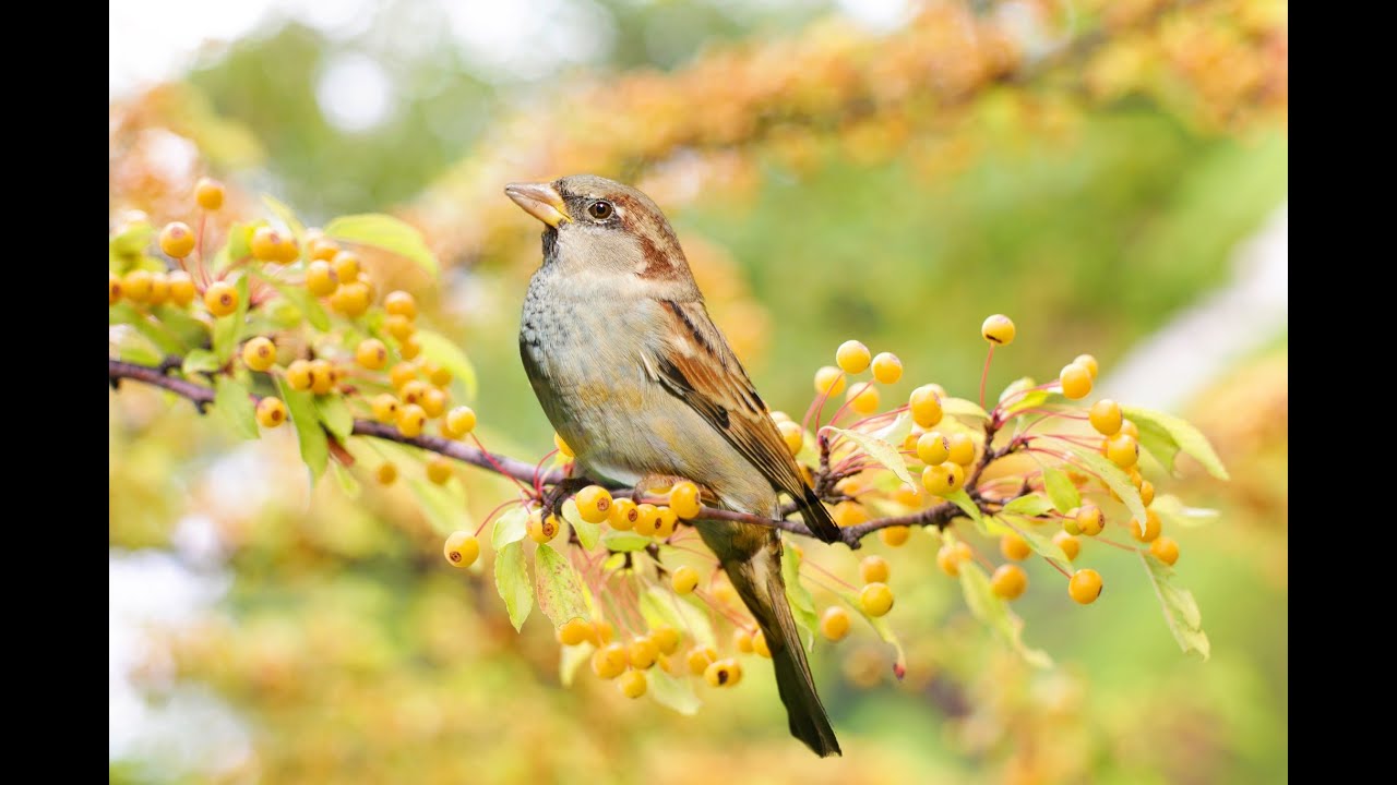 His Eye is on the Sparrow - (harp version). Arranged by Brook Boddie.