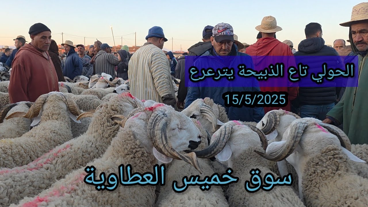 من سوق خميس العطاوية الحولي تاع الدبيحة يترعرع أجي تشوف التمن بتاريخ 15/5/2025 #فرجة_ممتعة