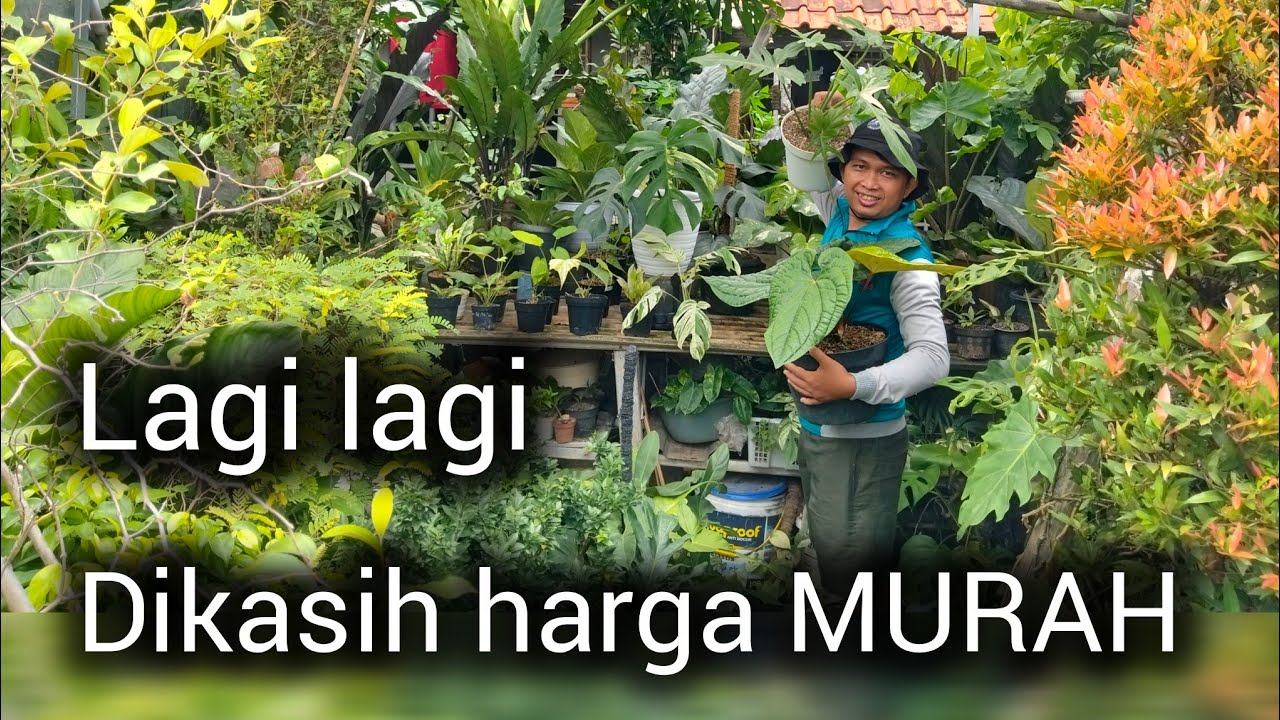 Raheem florist sudah murah tambah murah 