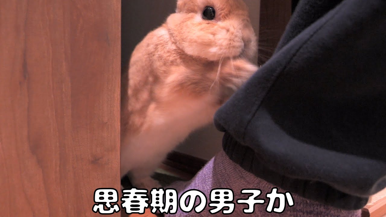 やましい事があって飼い主に部屋を見られたくない思春期男子のウサギ【No.1840】