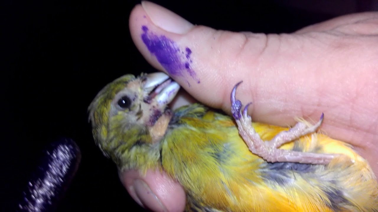 CANARIO COM PESCOÇO E CARA  PELADO COMO TRATAR