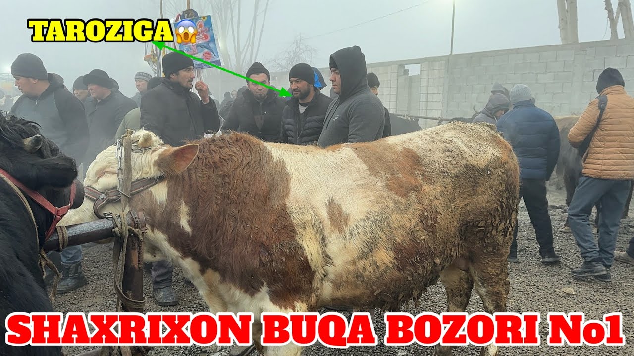SHAXRIXON MOL BOZORI KOTTA KICHIK BUQA NARXLARI TAROZIGA ZOʻR BOʻLDI BOZOR 21.01.2025