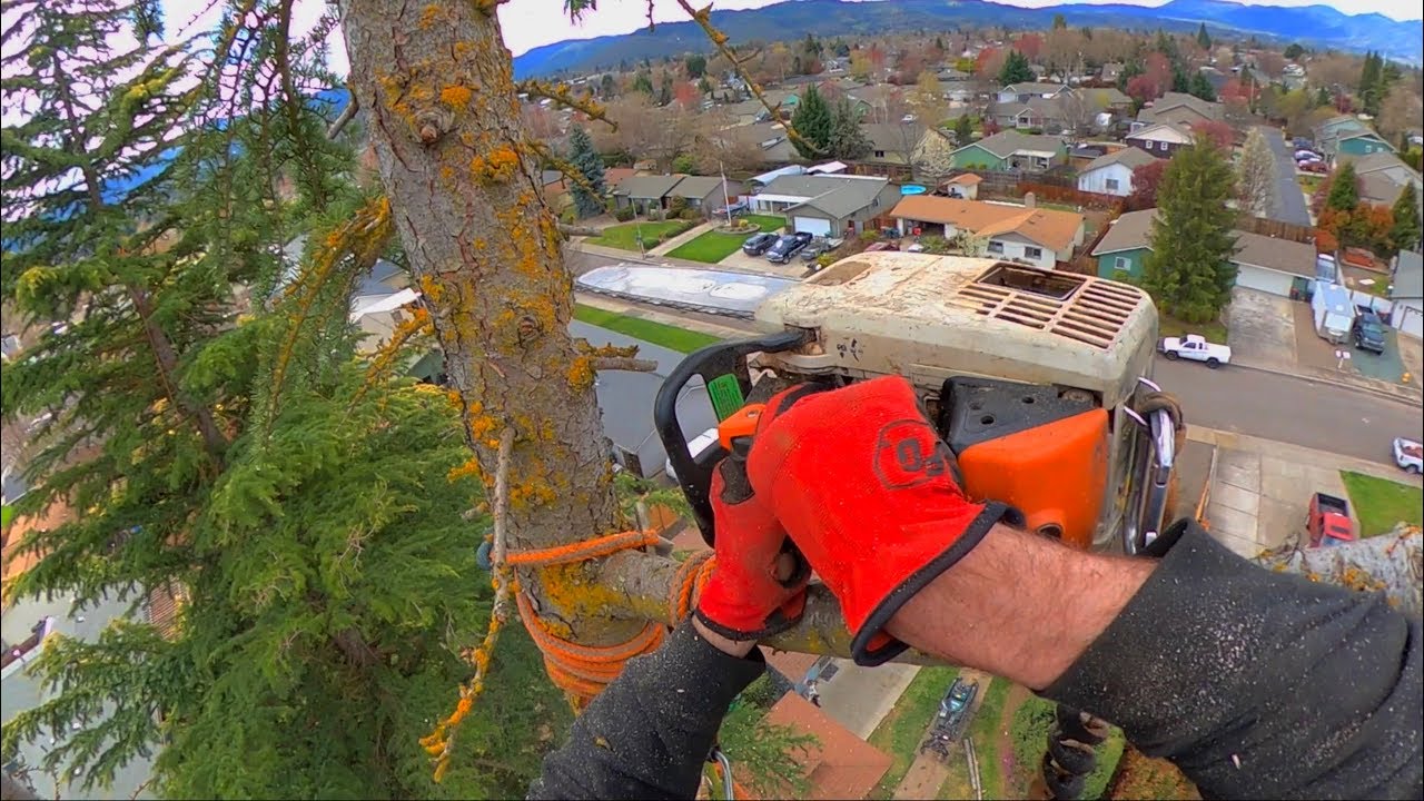Octopus Tree pt. 2 Tree Fights Back