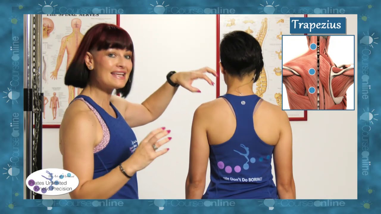 Upper versus lower Trapezius - Pilates Unlimited Mat Course