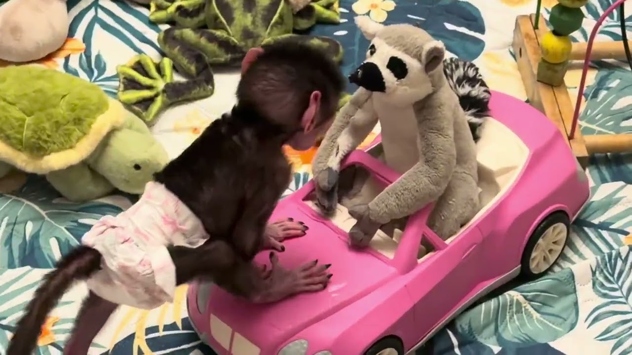 Николь уже МЕСЯЦ! Мы не пожалели не минуты, что решились ее взять❤️