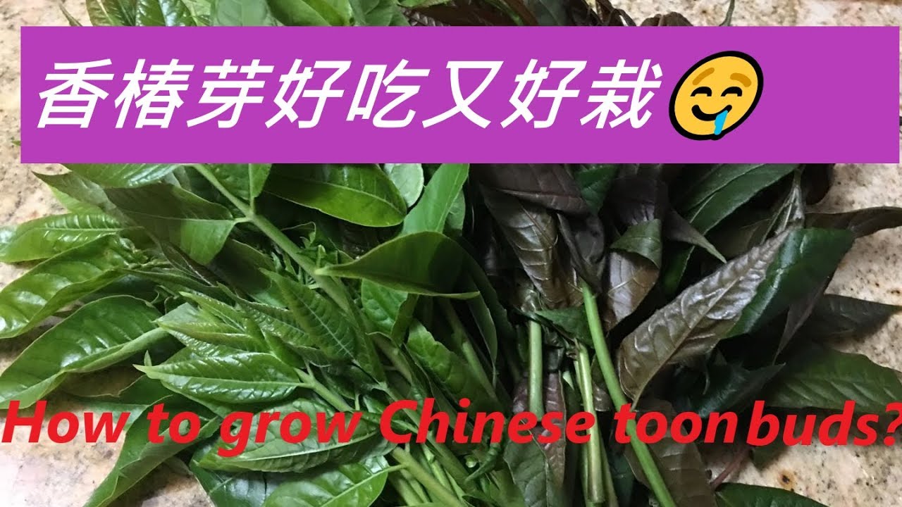 怎樣種香椿芽？种香椿芽的办法 -- HOW TO GROW CHINESE TOON BUD?
