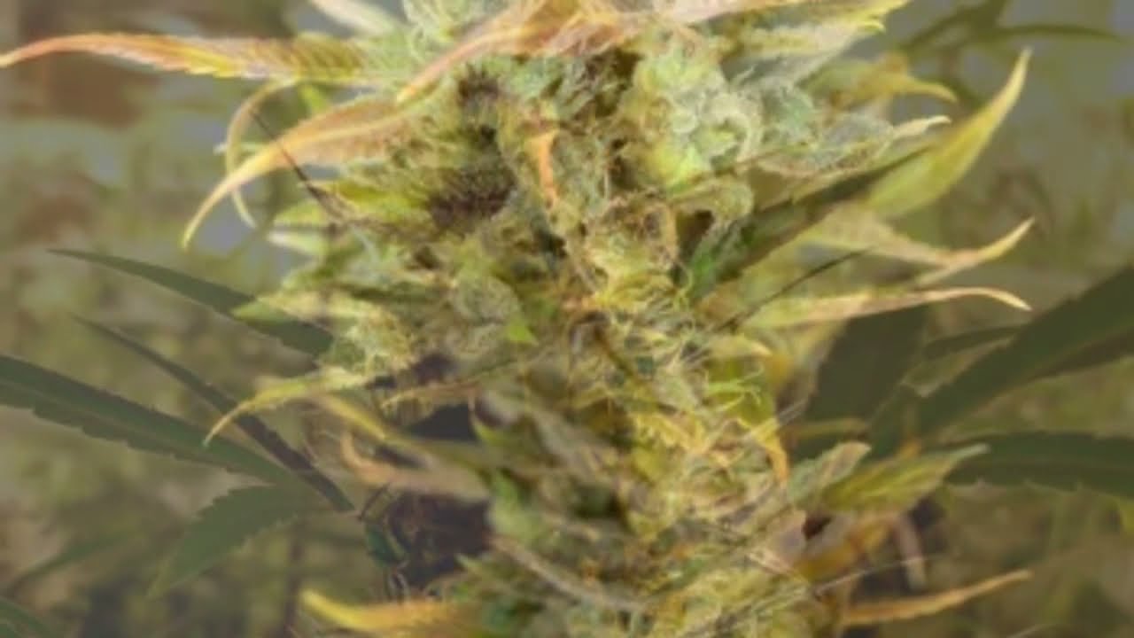 710 Genetics Auto Flower - Cannabis Strain Series - STRAIN TV