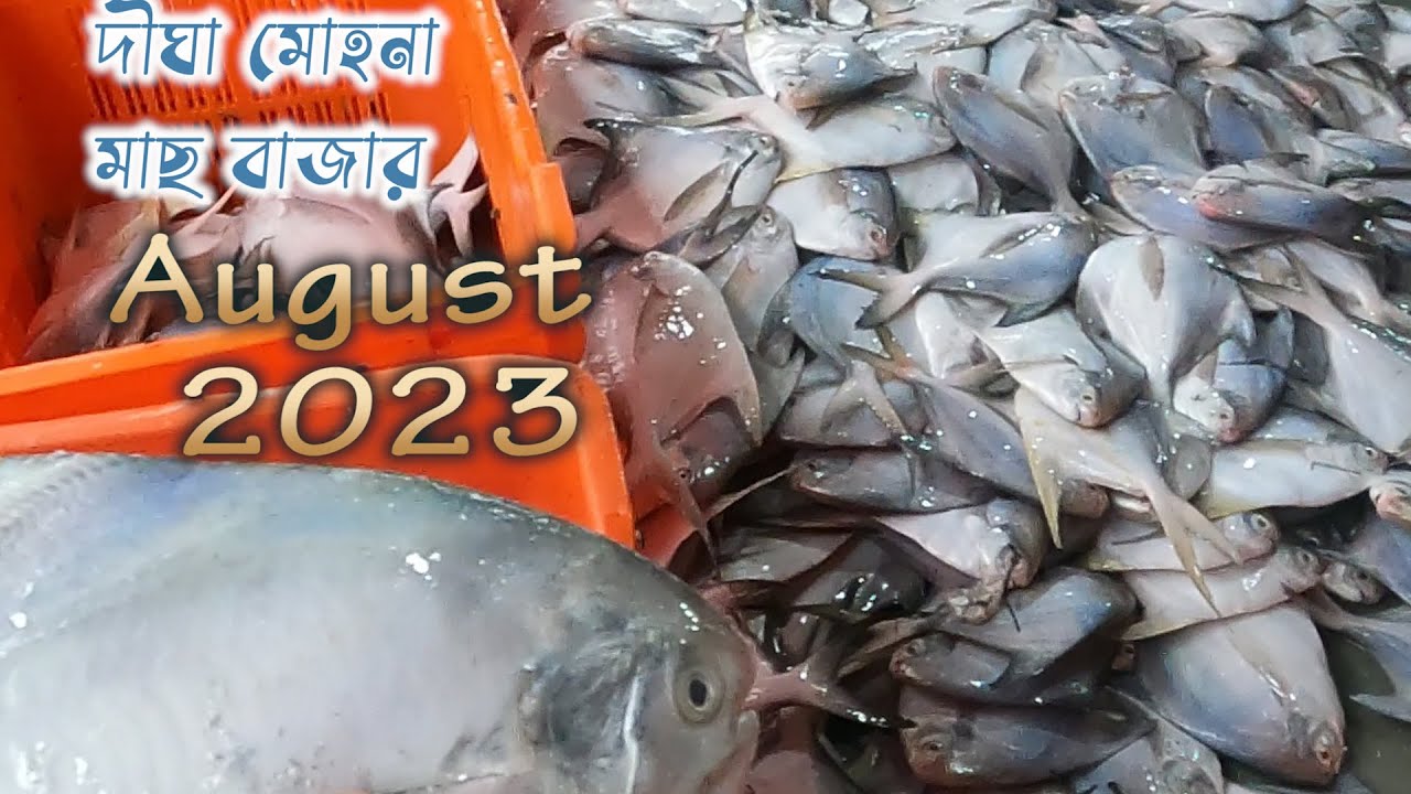 পমফ্রেট মাছের দাম দিঘা মোহনা মাছের বাজার আগস্ট 2023 || Digha mohona fish market || pomfret fish