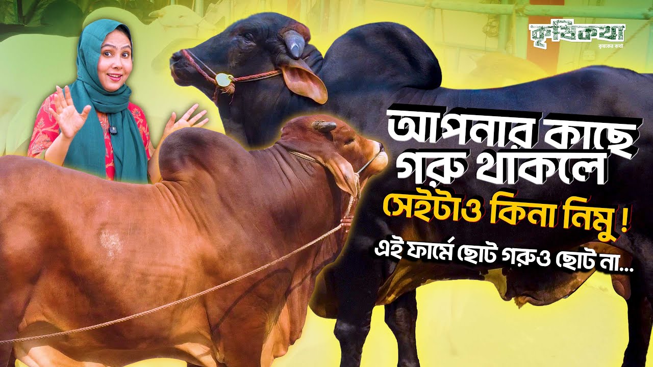 আপনার কাছে গরু থাকলে সেইটাও কিনা নিমু ! এই ফার্মে ছোট গরুও ছোট না। আপেল এগ্রো, কেরানীগঞ্জ।