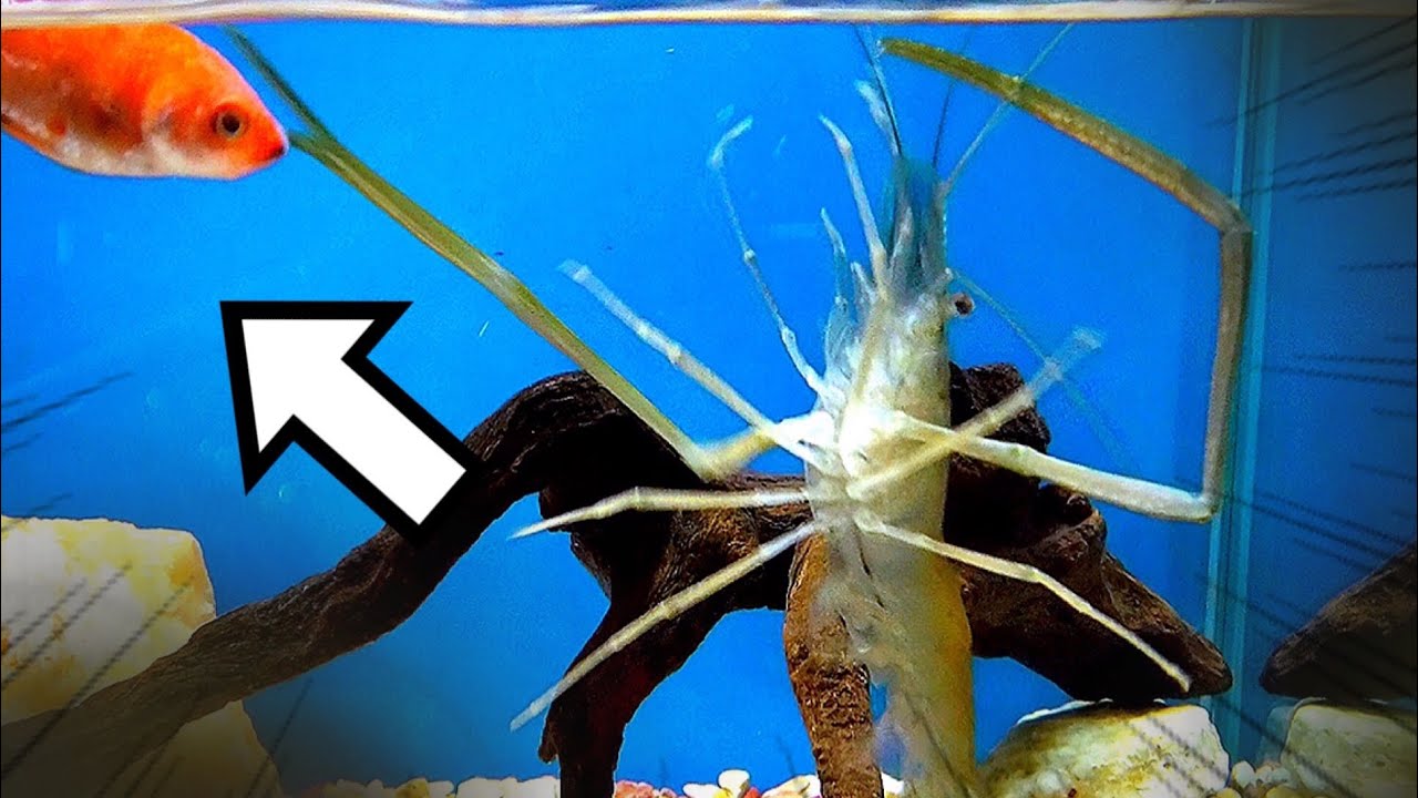 テナガエビに金魚与えたらテンション爆上げだった！