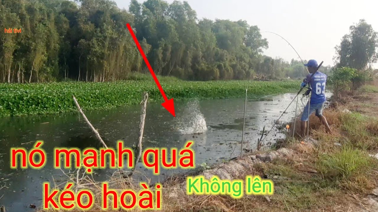 Câu cá tra sông // CHẠM tráng mấy con cá khủng ơ hầm hoang lâu năm