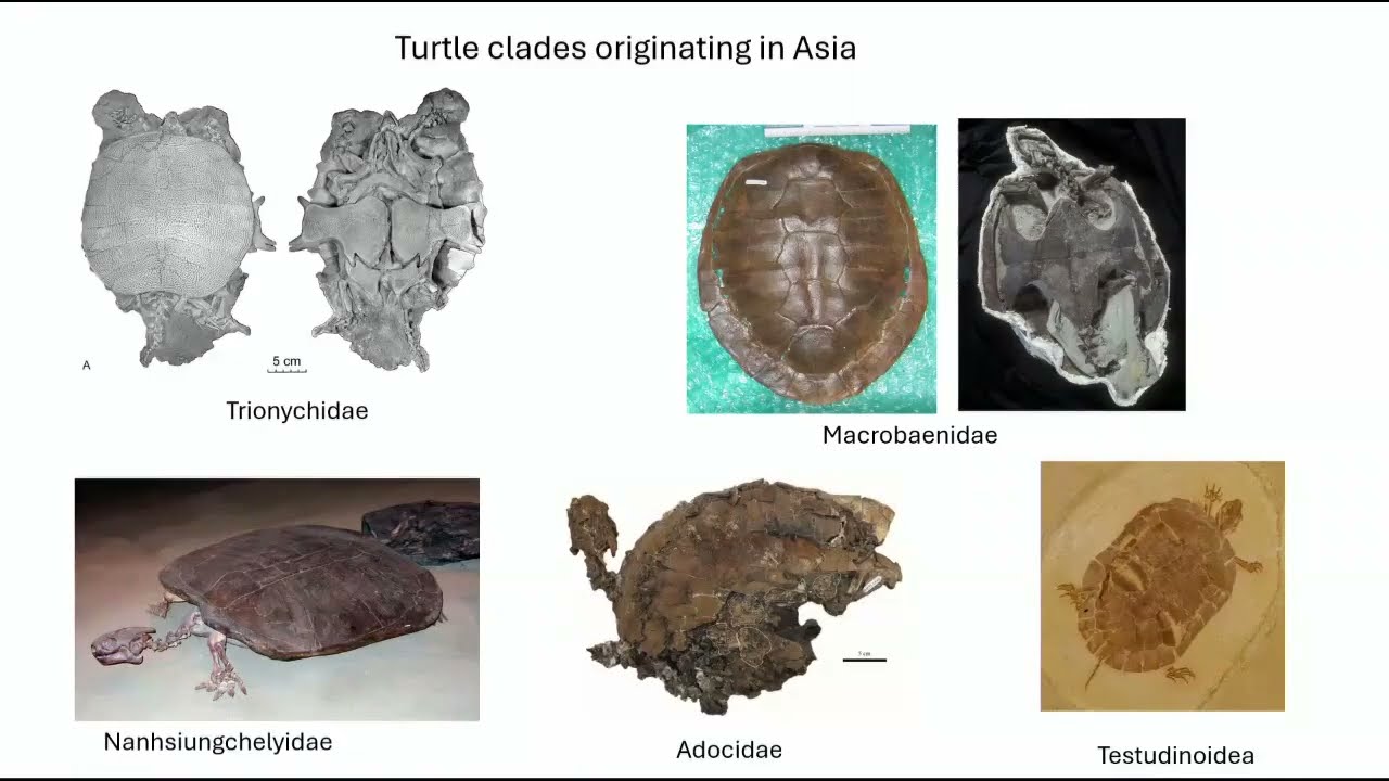 Late Cretaceous Fishes of Uzbekistan: Dispersal and Climate-Driven Ecological Change
